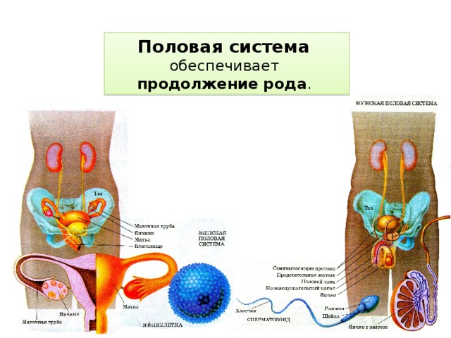 Половая система обеспечивает продолжение рода . 