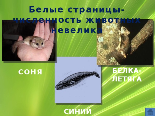 Белые страницы- численность животных невелика БЕЛКА-ЛЕТЯГА СОНЯ СИНИЙ КИТ