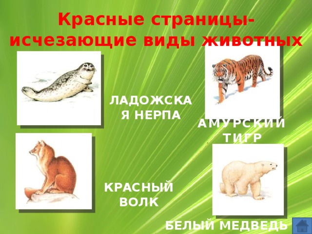 Красные страницы- исчезающие виды животных ЛАДОЖСКАЯ НЕРПА АМУРСКИЙ ТИГР КРАСНЫЙ ВОЛК БЕЛЫЙ МЕДВЕДЬ