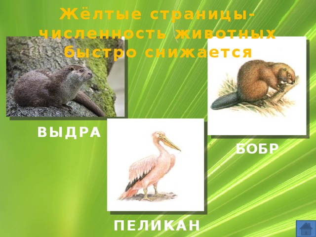 Жёлтые страницы- численность животных быстро снижается ВЫДРА БОБР ПЕЛИКАН