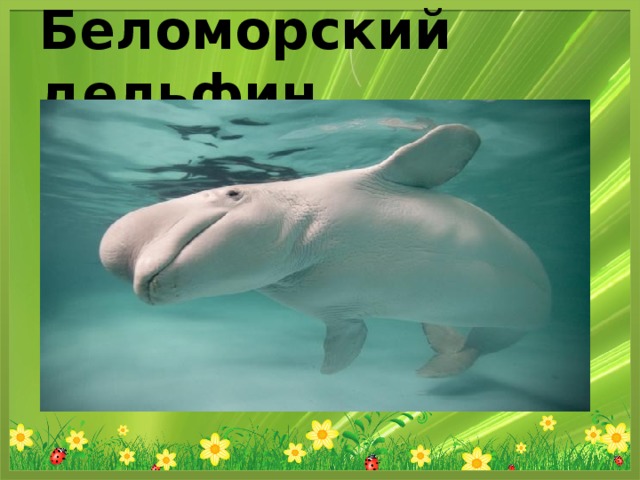 Беломорский дельфин