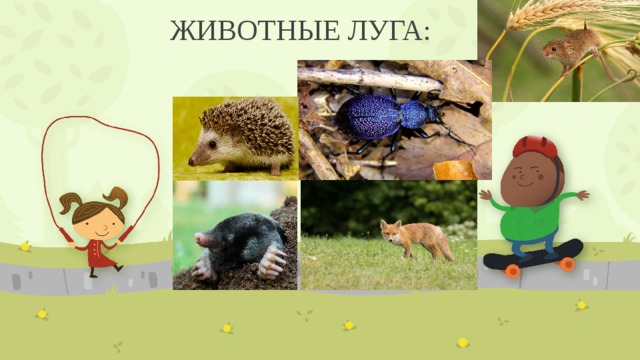ЖИВОТНЫЕ ЛУГА:  