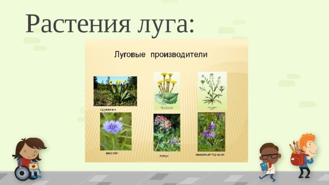 Растения луга: 