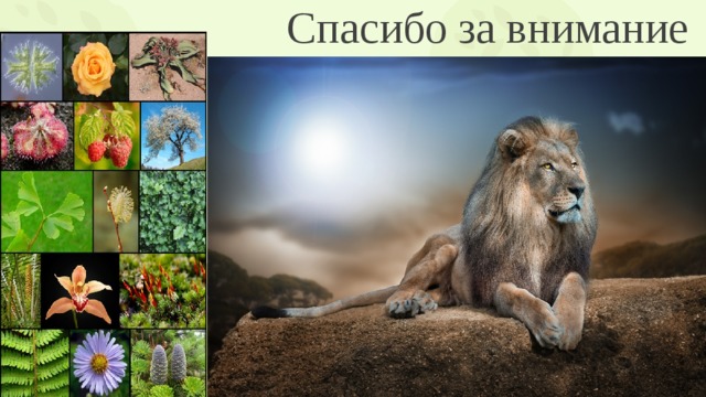 Спасибо за внимание 