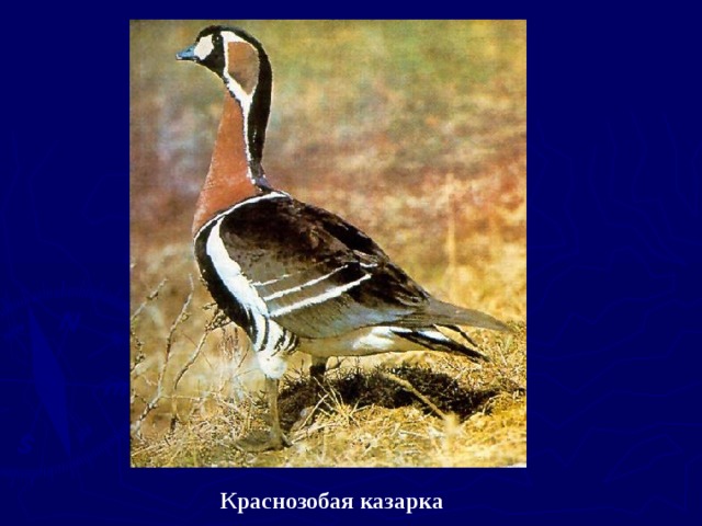 Краснозобая казарка 