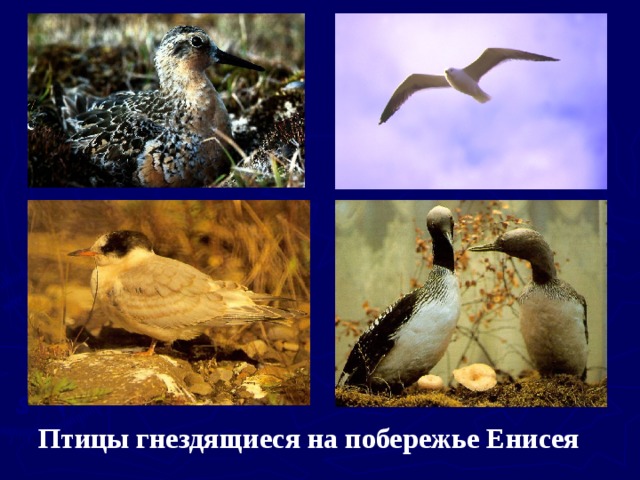  Птицы гнездящиеся на побережье Енисея 