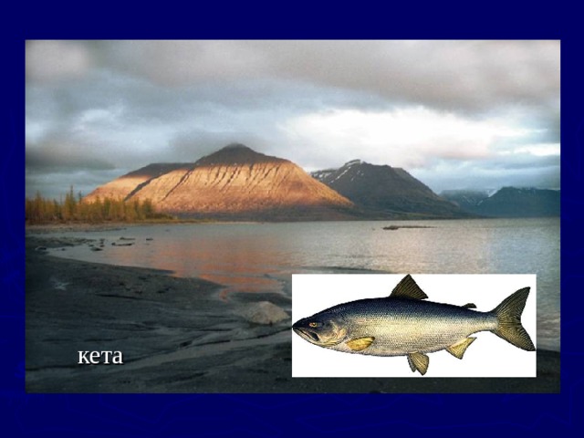 кета 