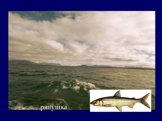 ряпушка 