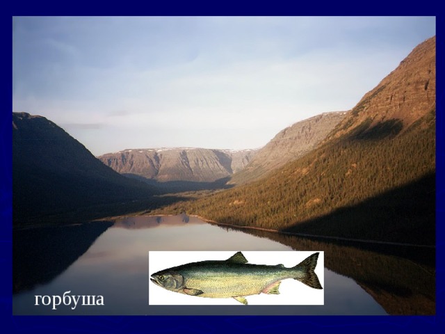 горбуша 