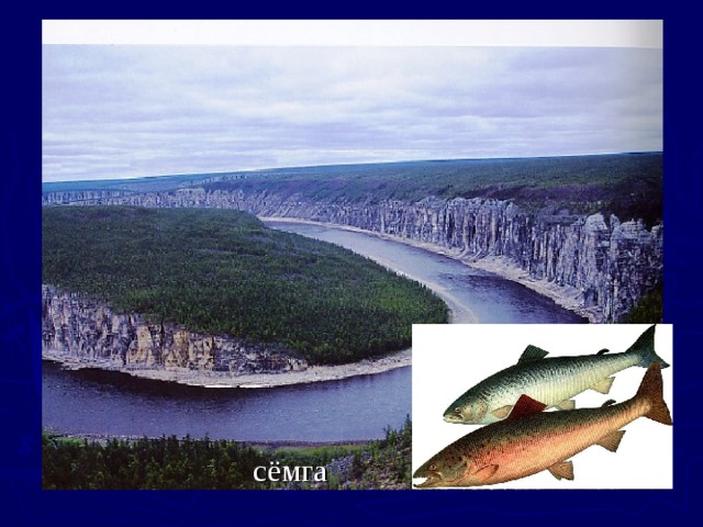 сёмга 