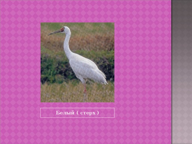 Белый ( стерх ) 