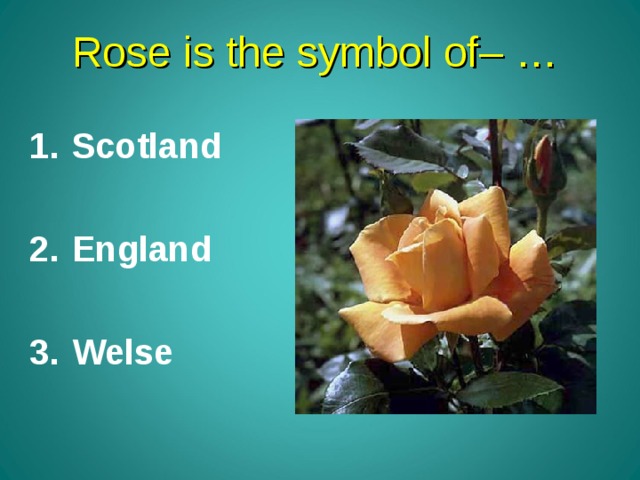 Rose is the symbol of – …  Scotland  England  Welse 