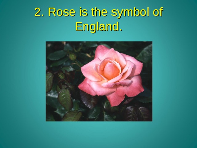 2. Rose is the symbol of England . 