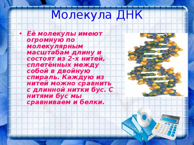 Молекула ДНК Её молекулы имеют огромную по молекулярным масштабам длину и состоят из 2-х нитей, сплетённых между собой в двойную спираль. Каждую из нитей можно сравнить с длинной нитки бус. С нитями бус мы сравниваем и белки. 