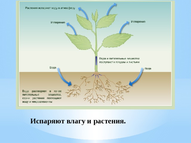 Испаряют влагу и растения. 