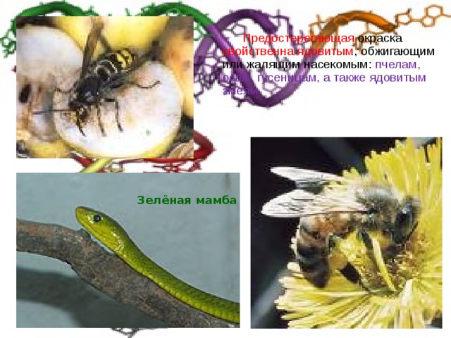  Предостерегающая окраска свойственна ядовитым , обжигающим или жалящим насекомым: пчелам, осам, гусеницам, а также ядовитым змеям. Зелёная мамба 