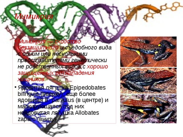 Мимикрия   Мимикрия — сходство беззащитного и съедобного вида с одним или несколькими представителями генетически не родственных видов,с хорошо защищенных от нападения хищников. Ядовитая лягушка Epipedobates bilinguis (вверху), еще более ядовитая E. parvulus (в центре) и маскирующаяся под них неядовитая лягушка Allobates zaparo (внизу) 