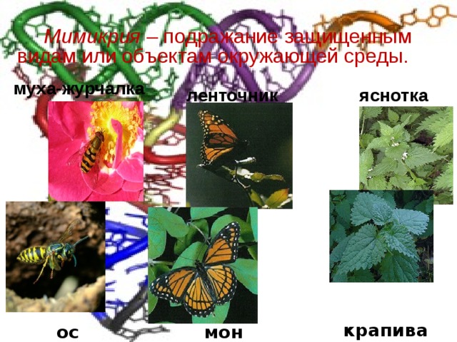 Мимикрия – подражание защищенным видам или объектам окружающей среды. муха-журчалка ленточник яснотка крапива оса монарх 