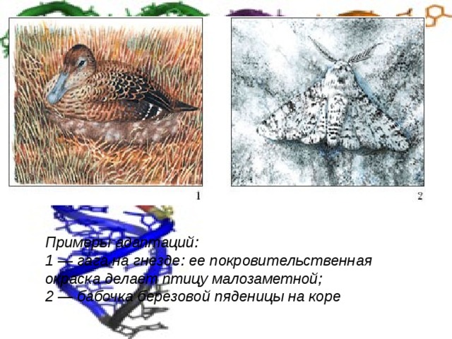 Примеры адаптаций: 1 — гага на гнезде: ее покровительственная окраска делает птицу малозаметной;  2 — бабочка березовой пяденицы на коре  