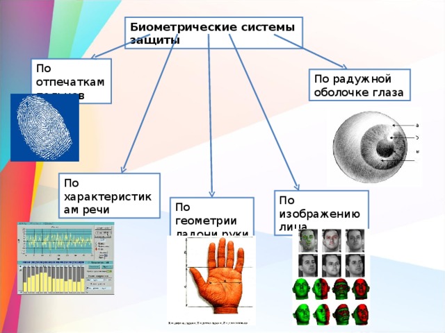 Биометрические данные это