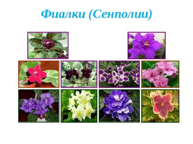 Фиалки (Сенполии) 