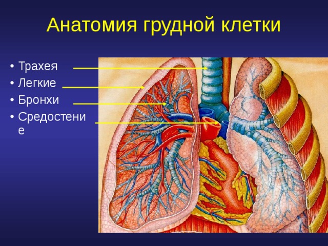 Анатомия грудной клетки Трахея Легкие Бронхи Средостение Трахея Легкие Бронхи Средостение Трахея Легкие Бронхи Средостение 