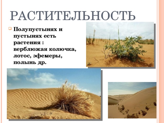 Температура летом в полупустынях. Растения пустыни и полупустыни в России. Растения пустынь и полупустынь. Растения в тропических пустынях. Рельеф пустынь и полупустынь.