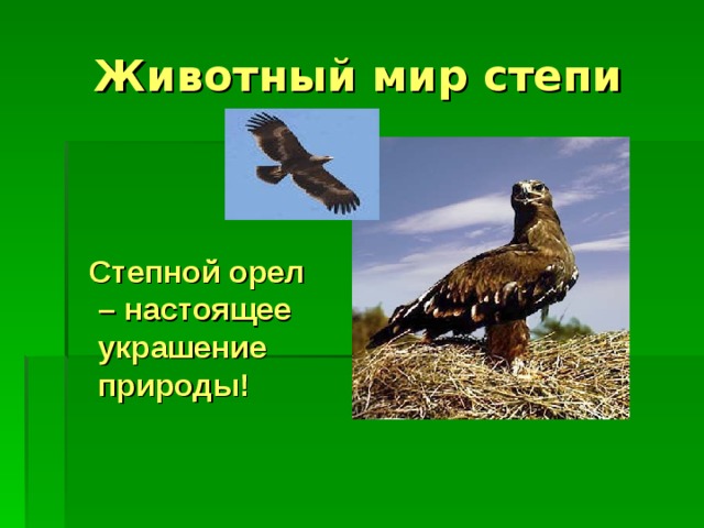 Животный мир степи  Степной орел – настоящее украшение природы! 