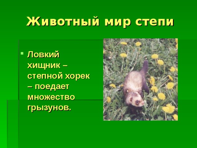 Животный мир степи Ловкий хищник – степной хорек – поедает множество грызунов. 