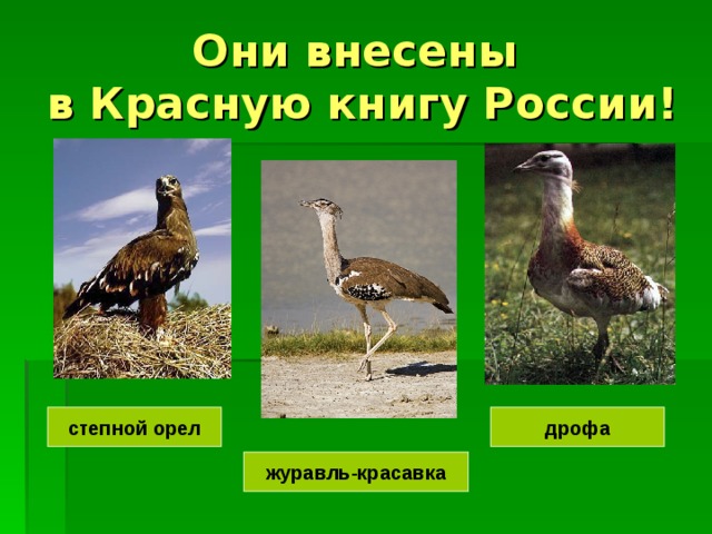 Они внесены  в Красную книгу России! дрофа степной орел журавль-красавка 
