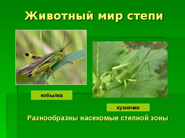 Животный мир степи кобылка кузнечик Разнообразны насекомые степной зоны 