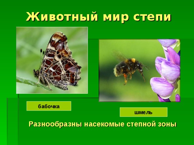 Животный мир степи бабочка шмель Разнообразны насекомые степной зоны 