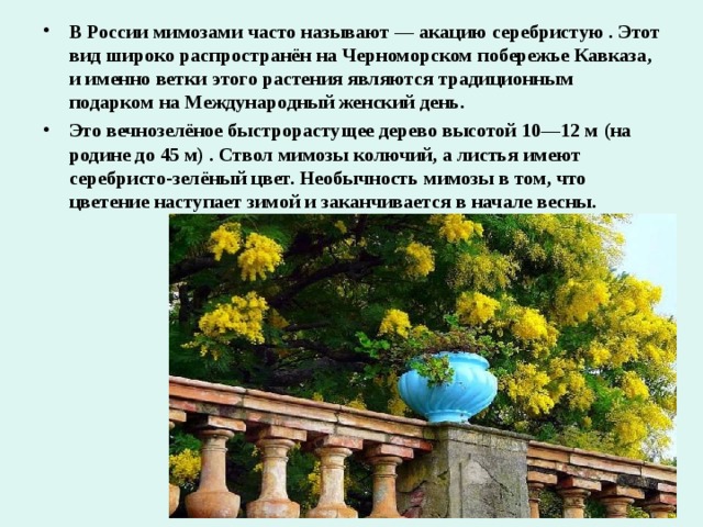 В России мимозами часто называют — акацию серебристую . Этот вид широко распространён на Черноморском побережье Кавказа, и именно ветки этого растения являются традиционным подарком на Международный женский день. Это вечнозелёное быстрорастущее дерево высотой 10—12 м (на родине до 45 м) . Ствол мимозы колючий, а листья имеют серебристо-зелёный цвет. Необычность мимозы в том, что цветение наступает зимой и заканчивается в начале весны. 