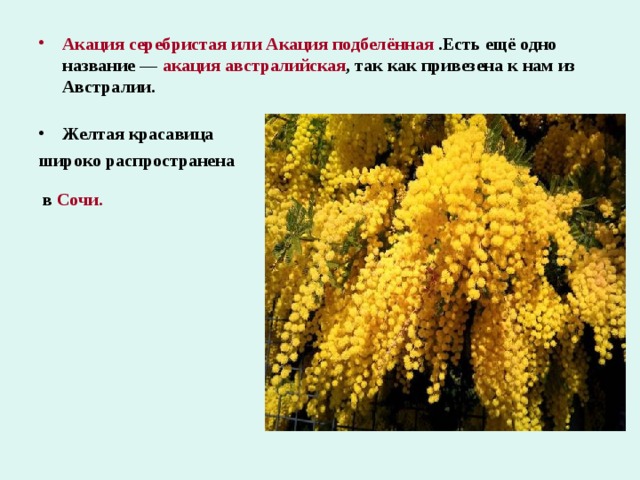 Акация серебристая или Акация подбелённая  .Есть ещё одно название — акация австралийская , так как привезена к нам из Австралии.   Желтая красавица широко распространена  в Сочи.  