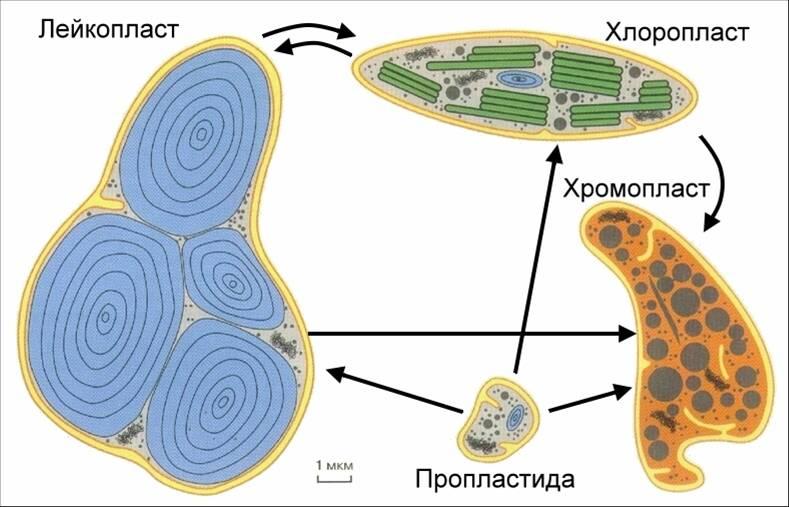 Урок по теме "Органоиды клетки"