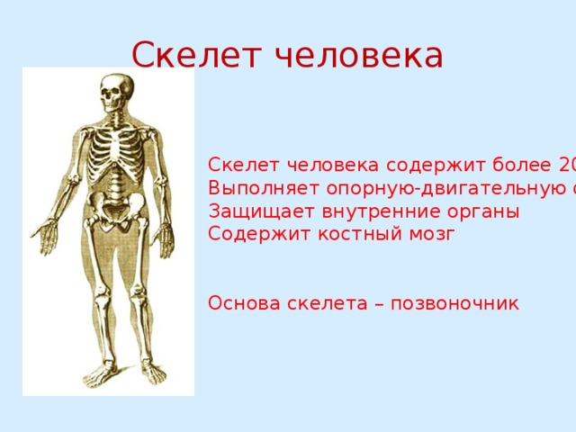 Скелет человека Скелет человека содержит более 200 костей Выполняет опорную-двигательную функцию Защищает внутренние органы Содержит костный мозг Основа скелета – позвоночник 