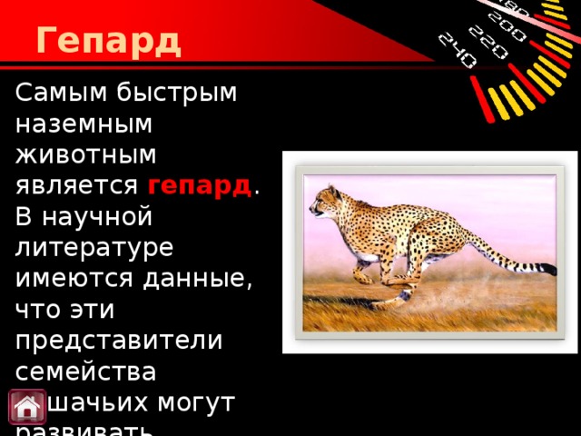 Гепард Самым быстрым наземным животным является  гепард . В научной литературе имеются данные, что эти представители семейства кошачьих могут развивать максимальную скорость  105 км/ч .   
