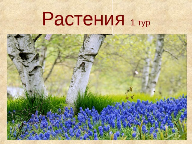 Растения 1 тур