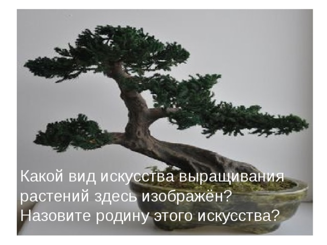 Какой вид искусства выращивания растений здесь изображён? Назовите родину этого искусства?