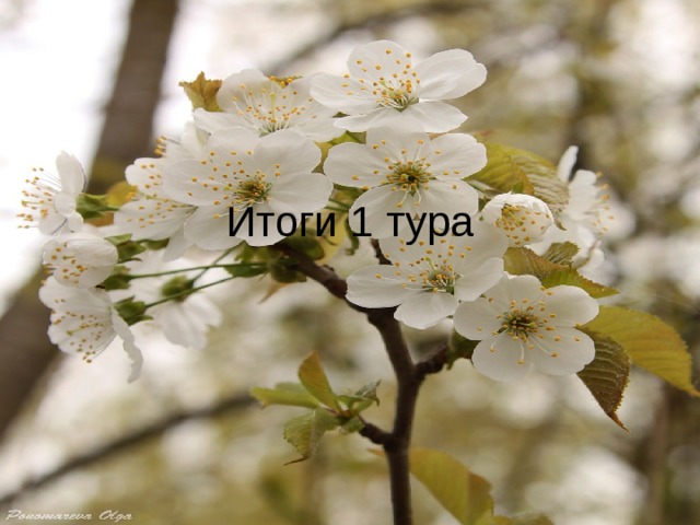 Итоги 1 тура