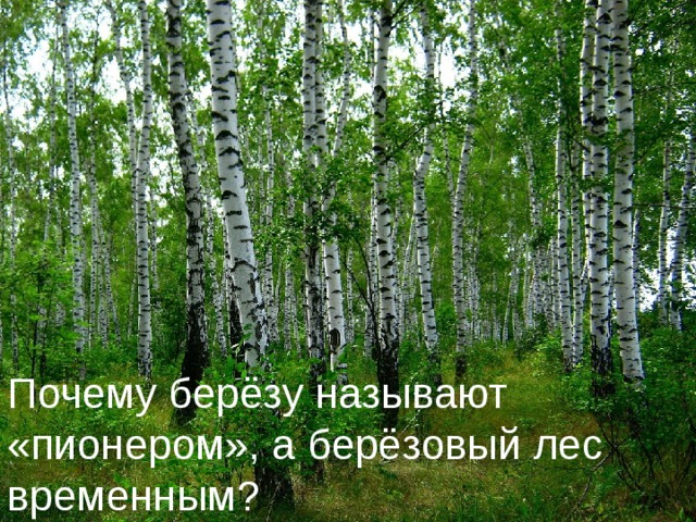 Почему берёзу называют «пионером», а берёзовый лес временным? Почему берёзу называют «пионером», а берёзовый лес временным?