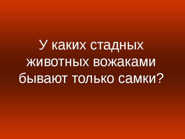 У каких стадных животных вожаками бывают только самки?