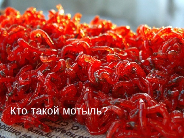 Кто такой мотыль? Кто такой мотыль?