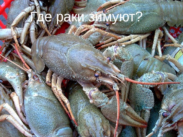 Где раки зимуют? Где раки зимуют?