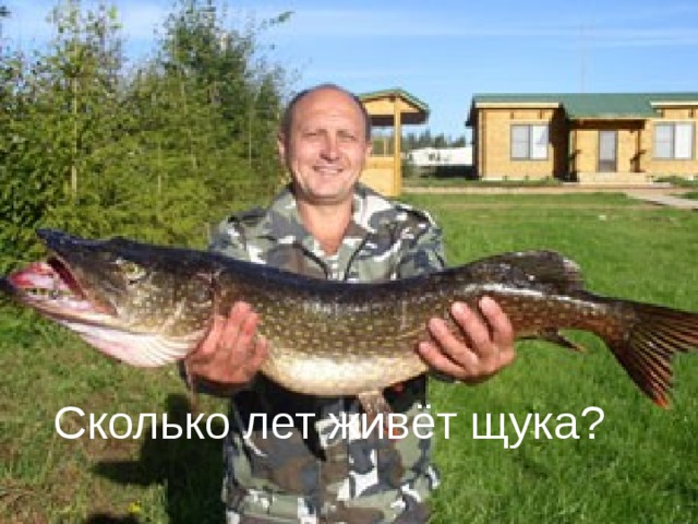 Сколько лет живёт щука? Сколько лет живёт щука?