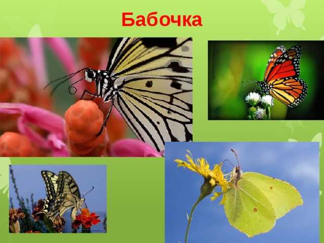 что такое питание животных. Смотреть фото что такое питание животных. Смотреть картинку что такое питание животных. Картинка про что такое питание животных. Фото что такое питание животных