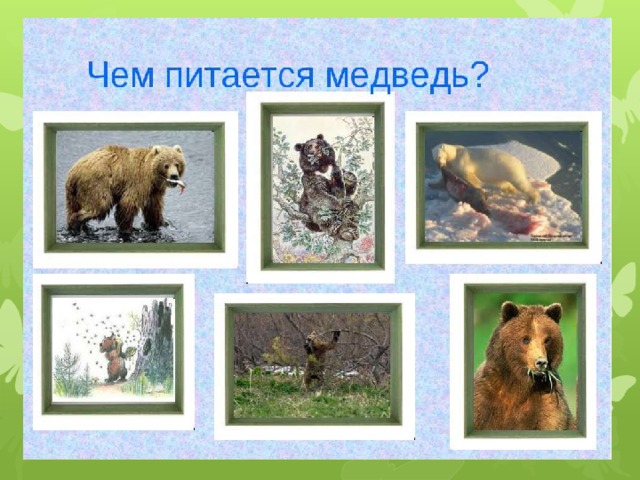 что такое питание животных. Смотреть фото что такое питание животных. Смотреть картинку что такое питание животных. Картинка про что такое питание животных. Фото что такое питание животных