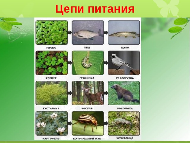 2 3 цепи питания