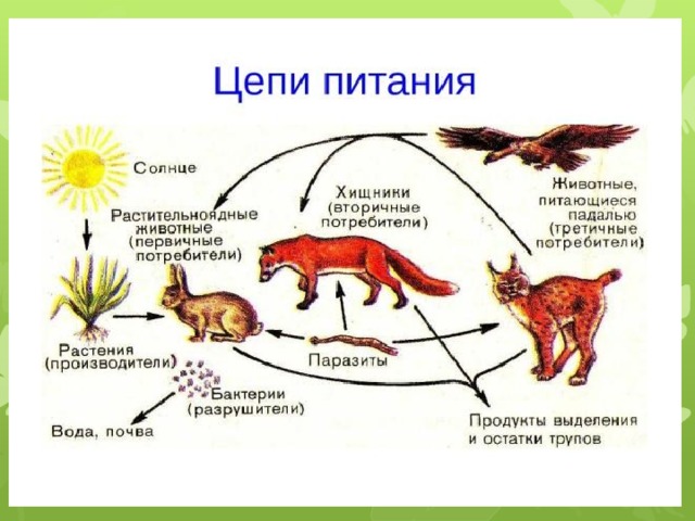что такое питание животных. Смотреть фото что такое питание животных. Смотреть картинку что такое питание животных. Картинка про что такое питание животных. Фото что такое питание животных