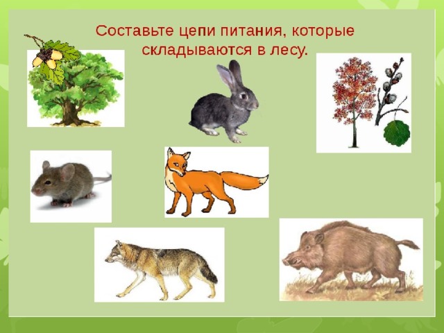 что такое питание животных. Смотреть фото что такое питание животных. Смотреть картинку что такое питание животных. Картинка про что такое питание животных. Фото что такое питание животных